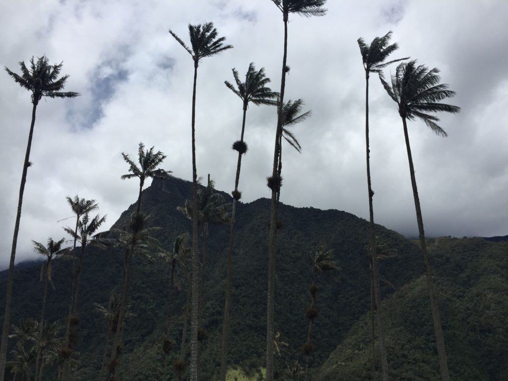 Wax Palms in Cocora Valley