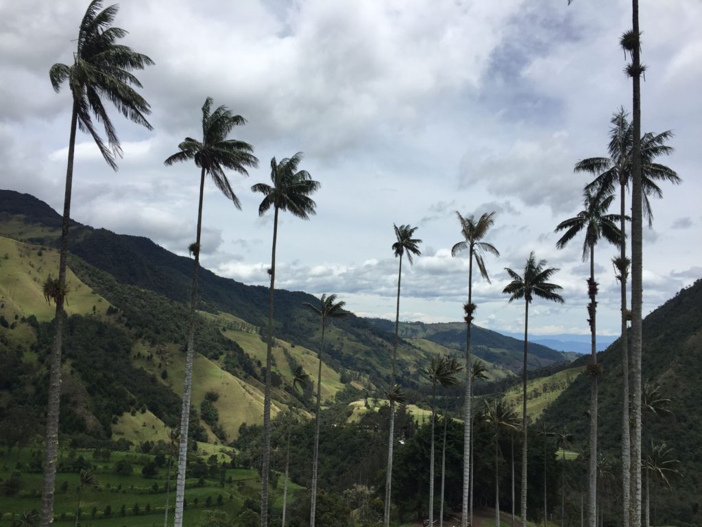 Wax Palm Trees in Cocora Valley