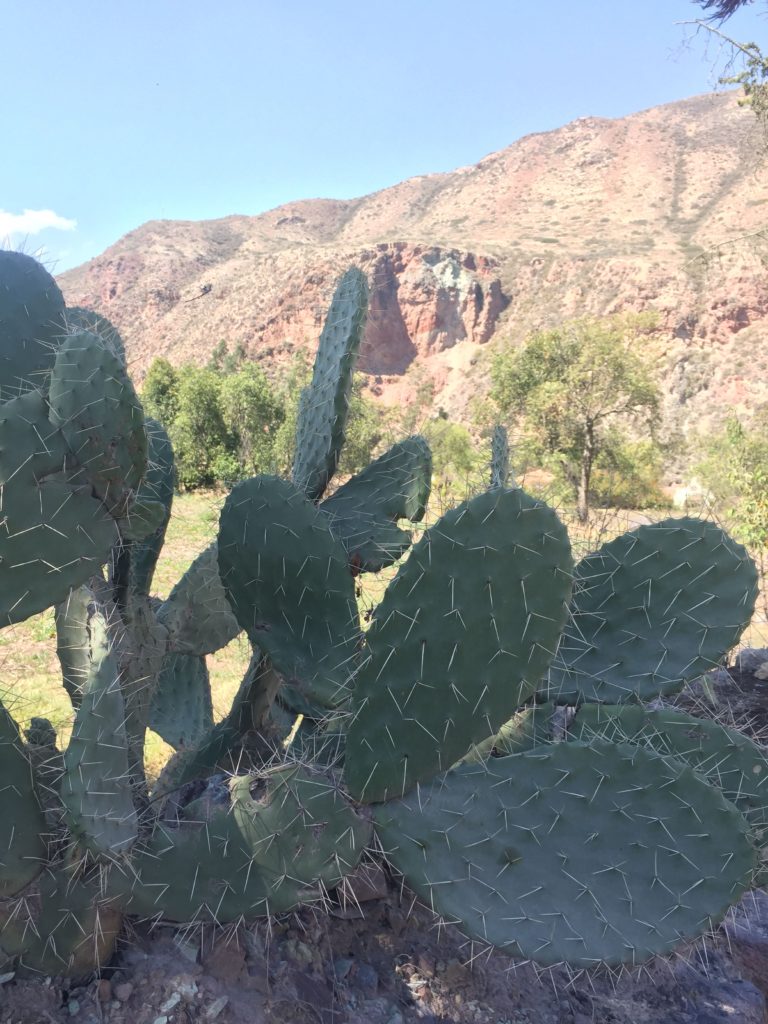 Cactus in sacred valley