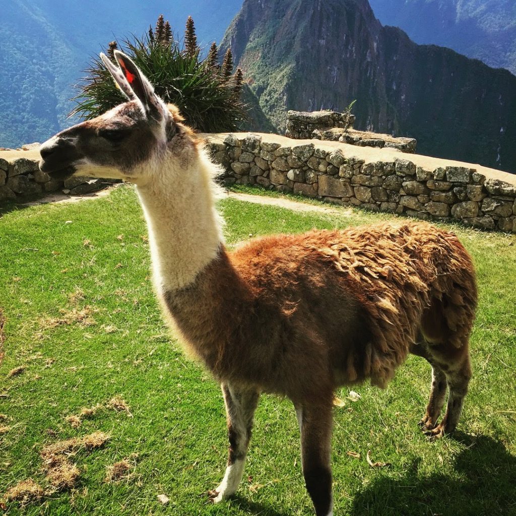 Llama at Machu Picchu