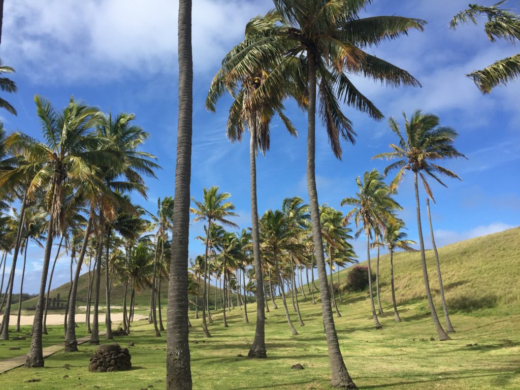 Easter Island Palm Trees
