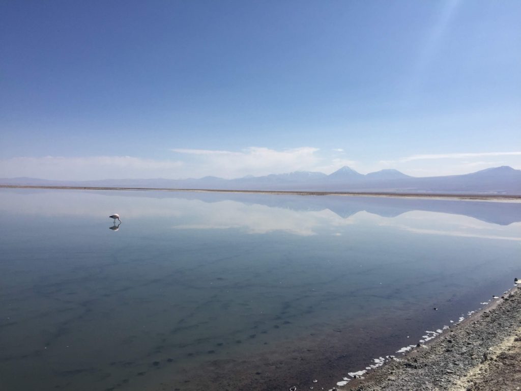 Flamingo in Laguna Chaxa Atacama Chile