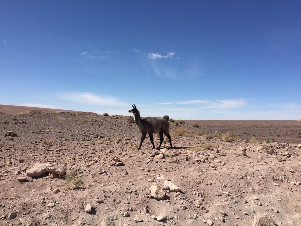 Llama in Rainbow Valley Valle del Arcoiris Atacama Chile