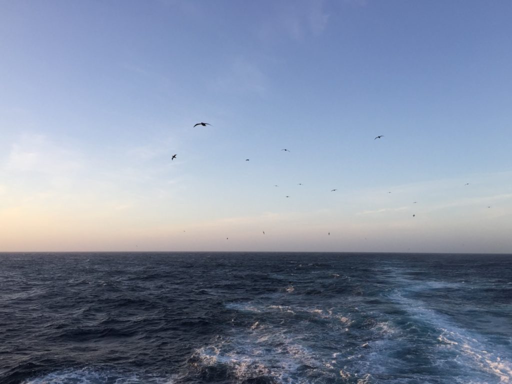 Birds follow Hurtigruten MS Midnatsol in Antarctica