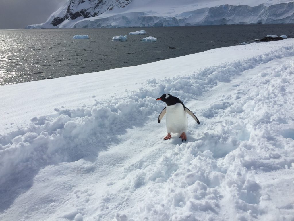 Gentoo Penguin in Antarctica Neko Harbour