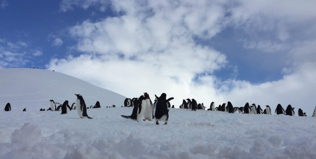 Gentoo Penguins Neko Harbour Antarctica