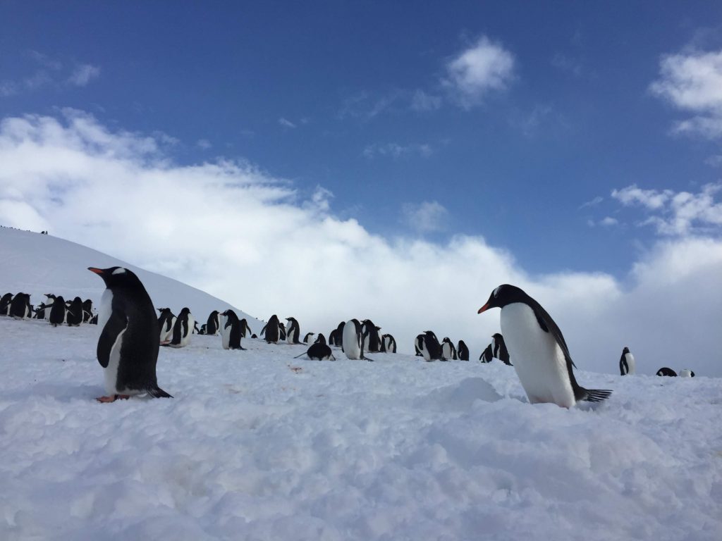 Gentoo Penguins at Neko Harbour Antarctica