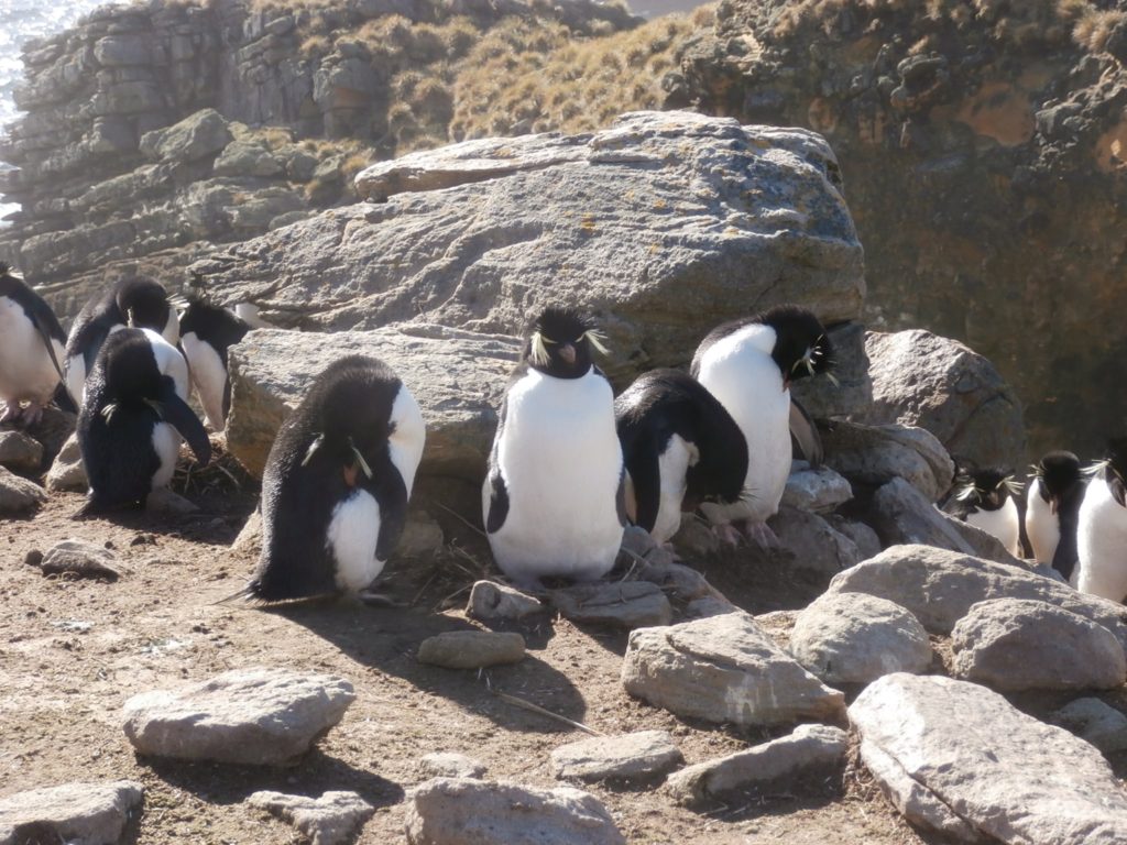 Rockhopper Penguins New Island Falkland Islands