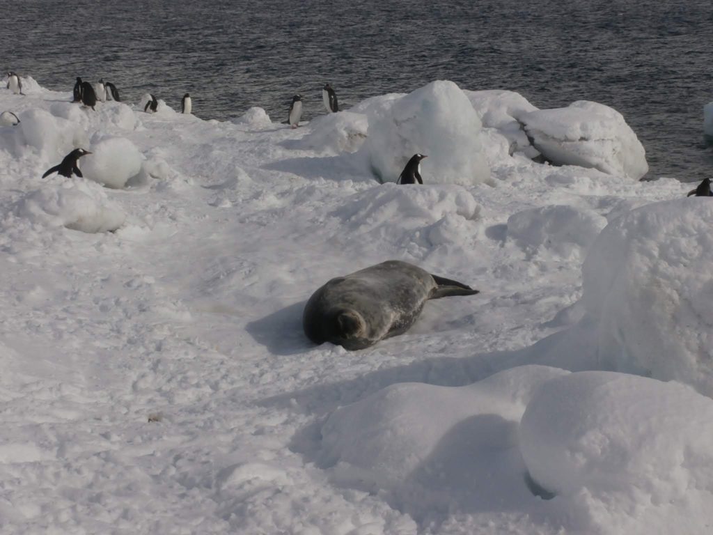Neko Harbour Seal and Penguins