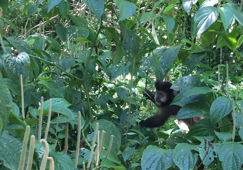Monkey at Iguazu Falls