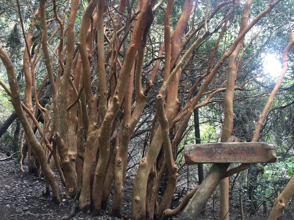 Arrayan trees in Bariloche Sendero de los Arrayanes