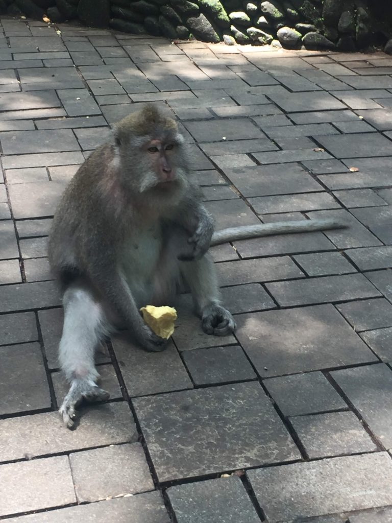 Monkey at Forest Ubud Bali