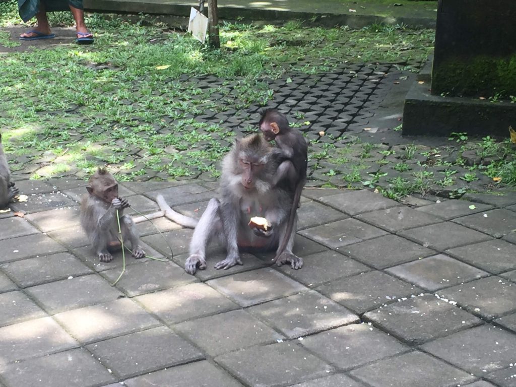 Monkeys in Ubud Monkey Forest Bali