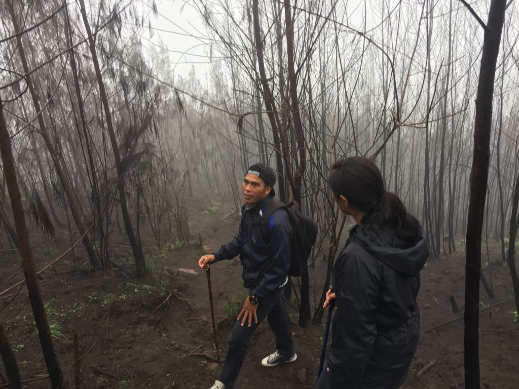 Burnt trees on Mt Batur Bali