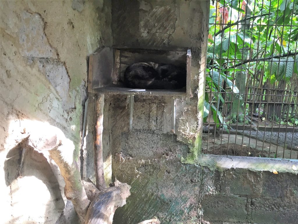 Luwak in a cage Ubud Bali