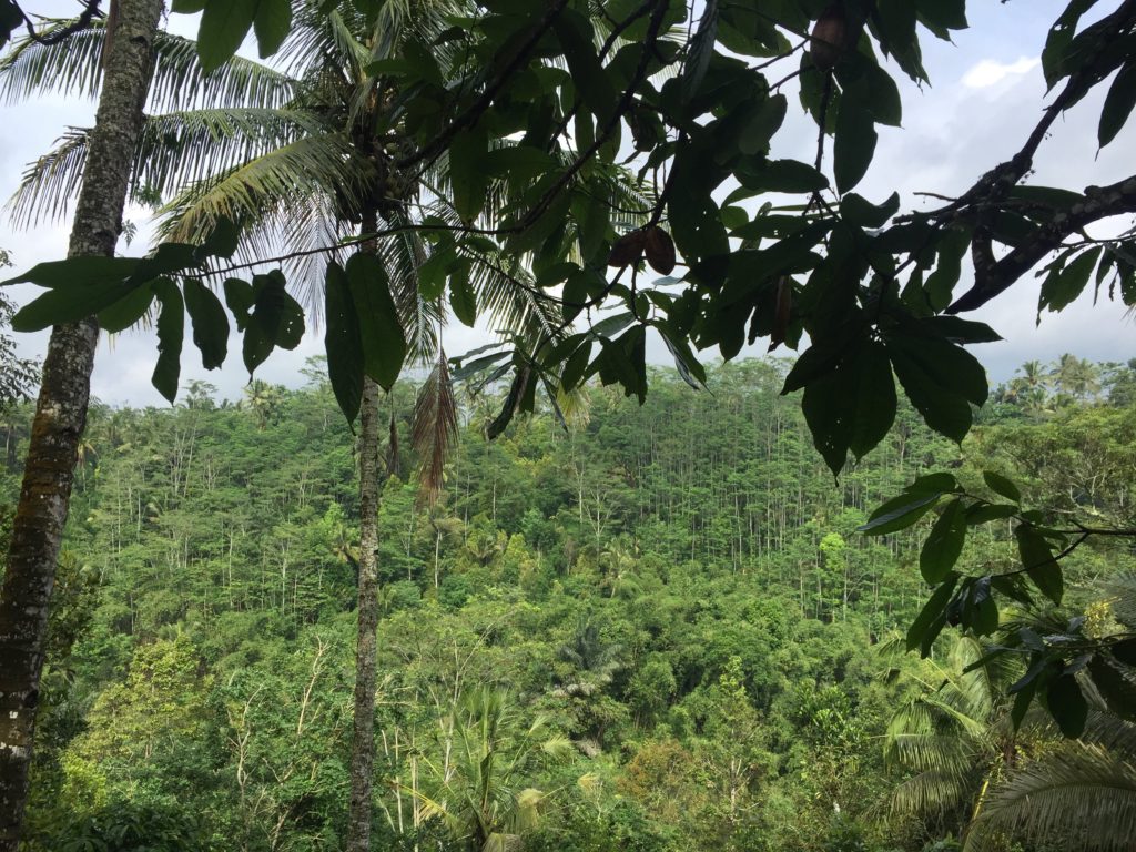 Rainforest in Ubud