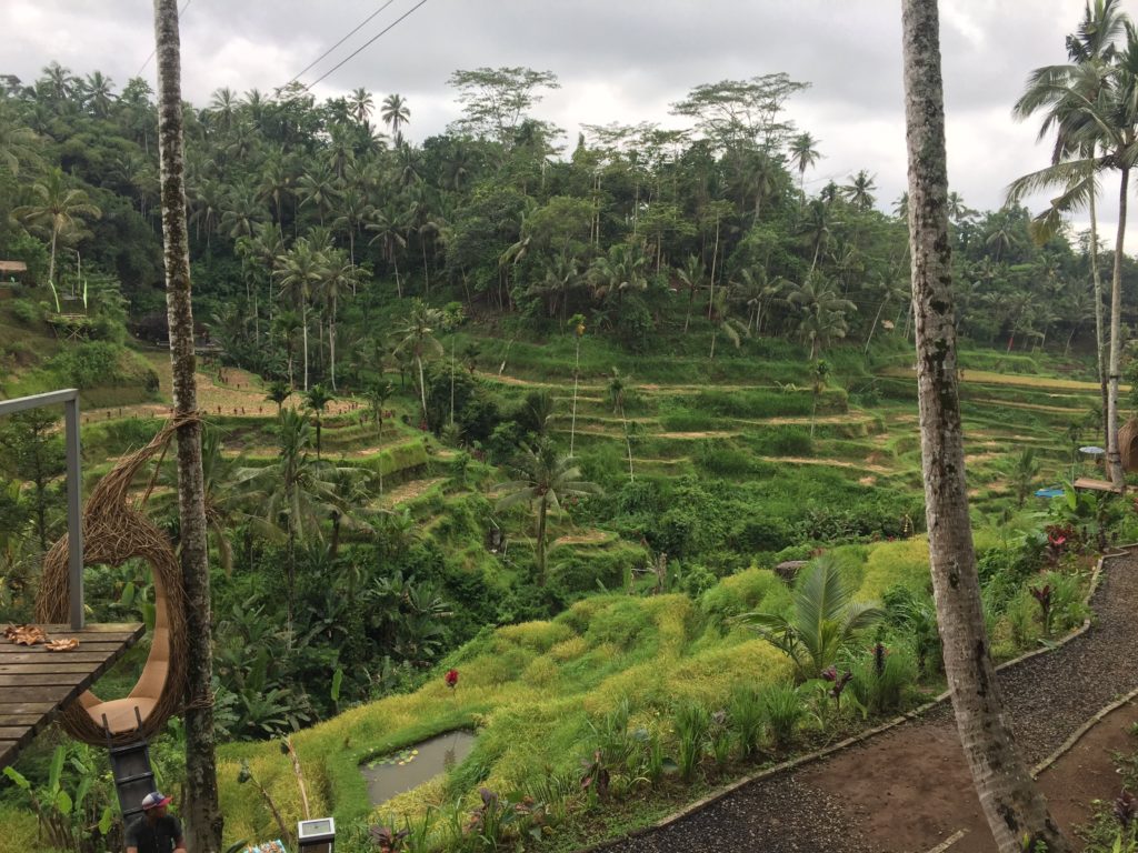 The bali swing and zipline over Tegallalang rice terraces Ubud Bali