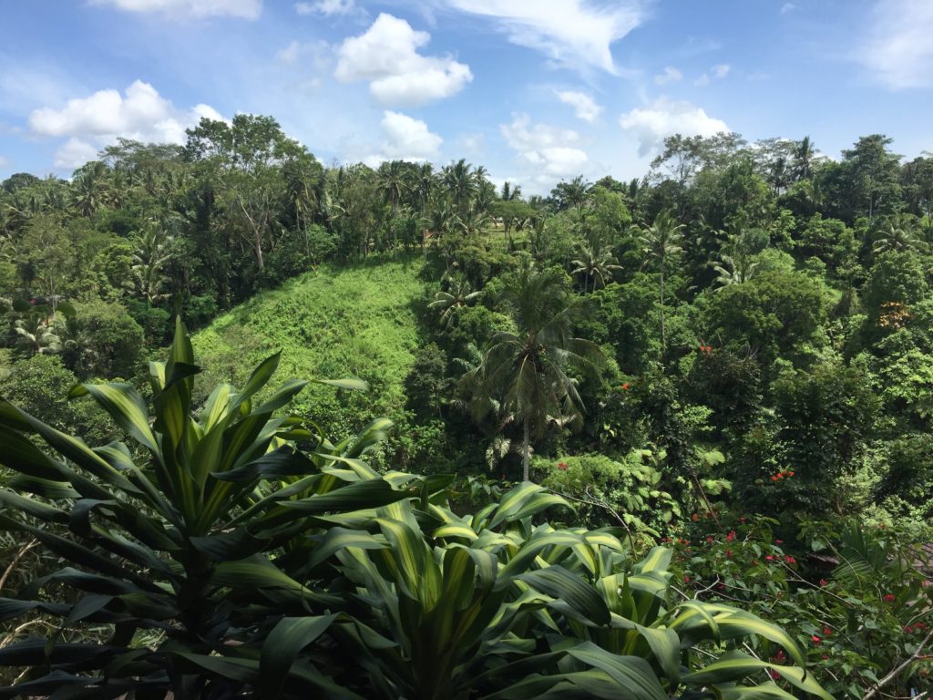 Ubud rainforest