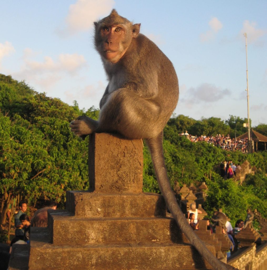 Uluwatu Temple macaques monkey