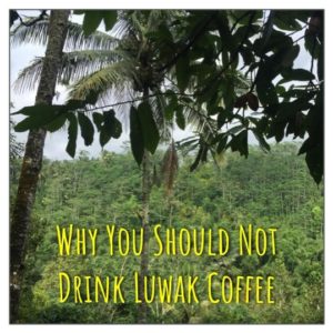 Why You Should Not Drink Luwak Coffee