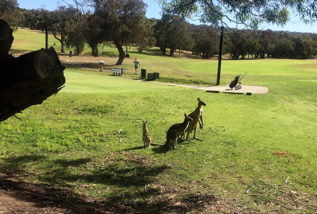 Kangaroos on Anglesea golf course
