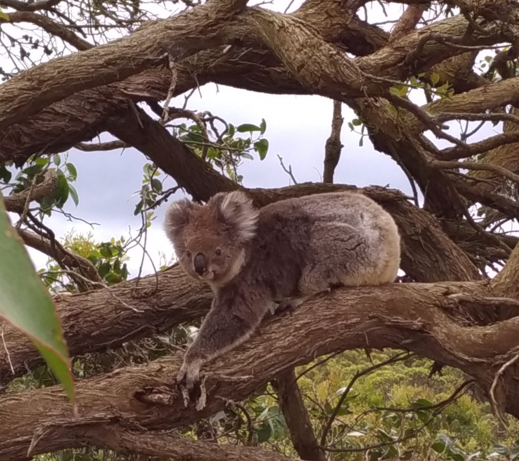 Koala on Cape Otway road Australia