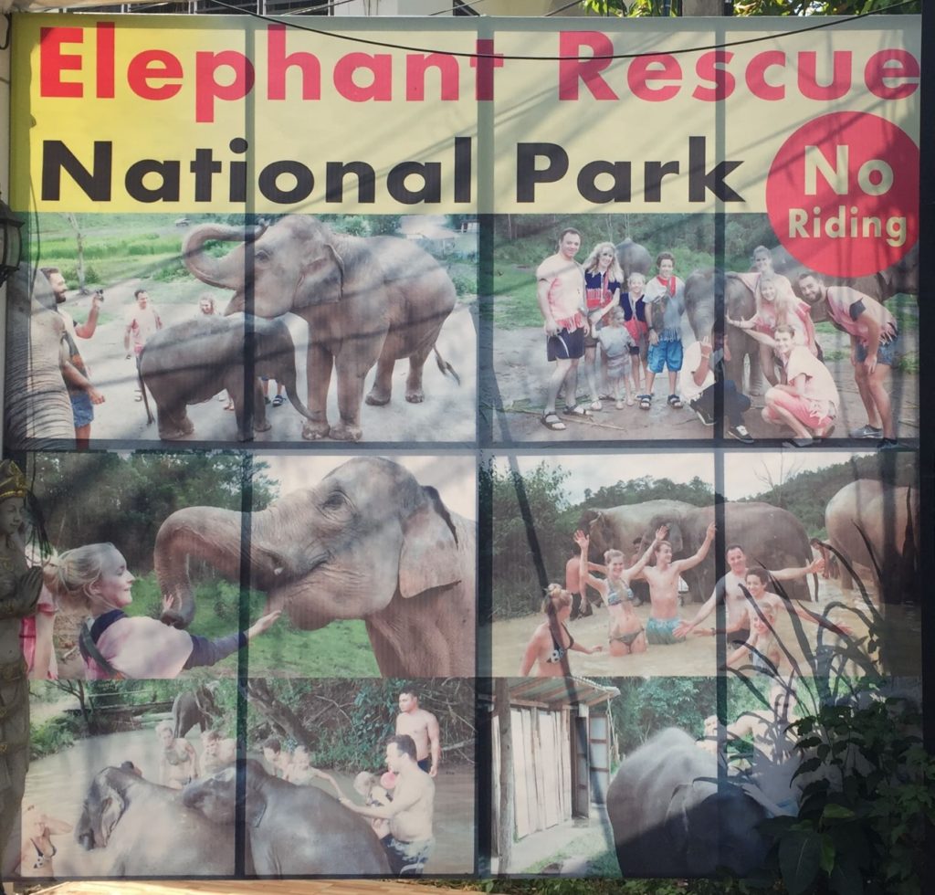Elephant sanctuary advertisement Chiang Mai