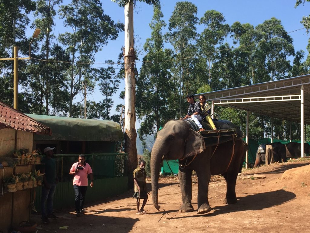 India elephant rides Munnar