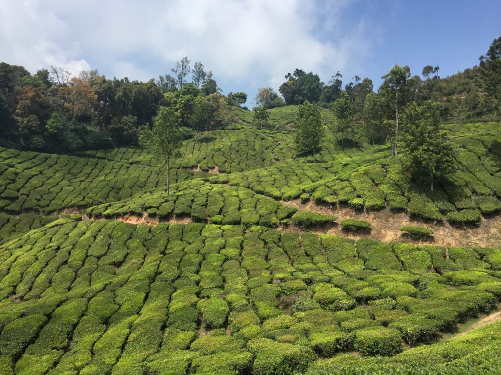 Rolling tea fields Munnar India