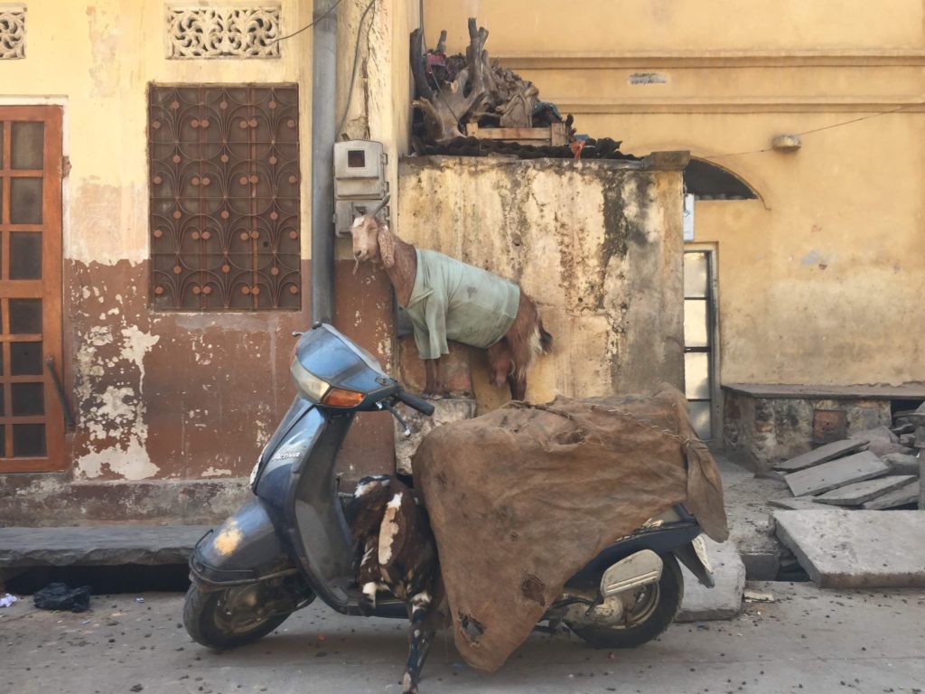 Goats in alleyway Jaipur