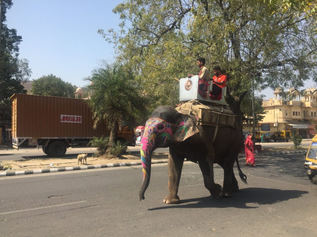 Elephant in Delhi