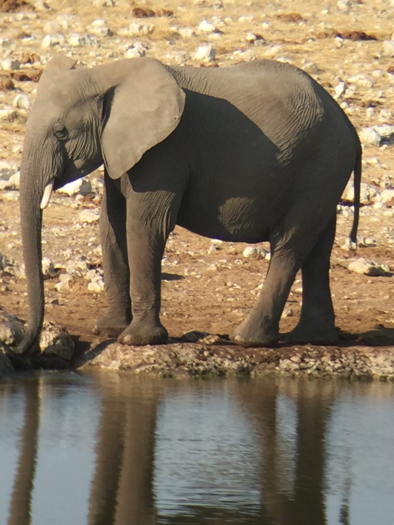 African elephant Etosha Namibia