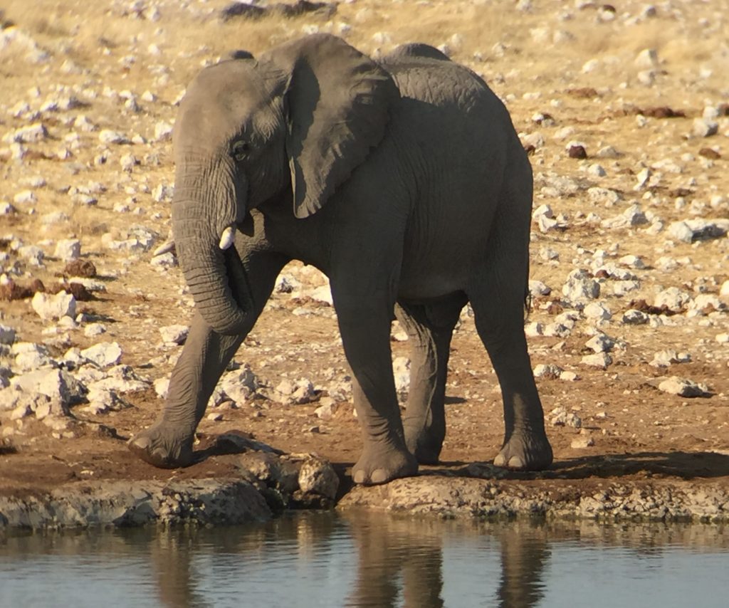 Elephant in Nambia Etosha National Park