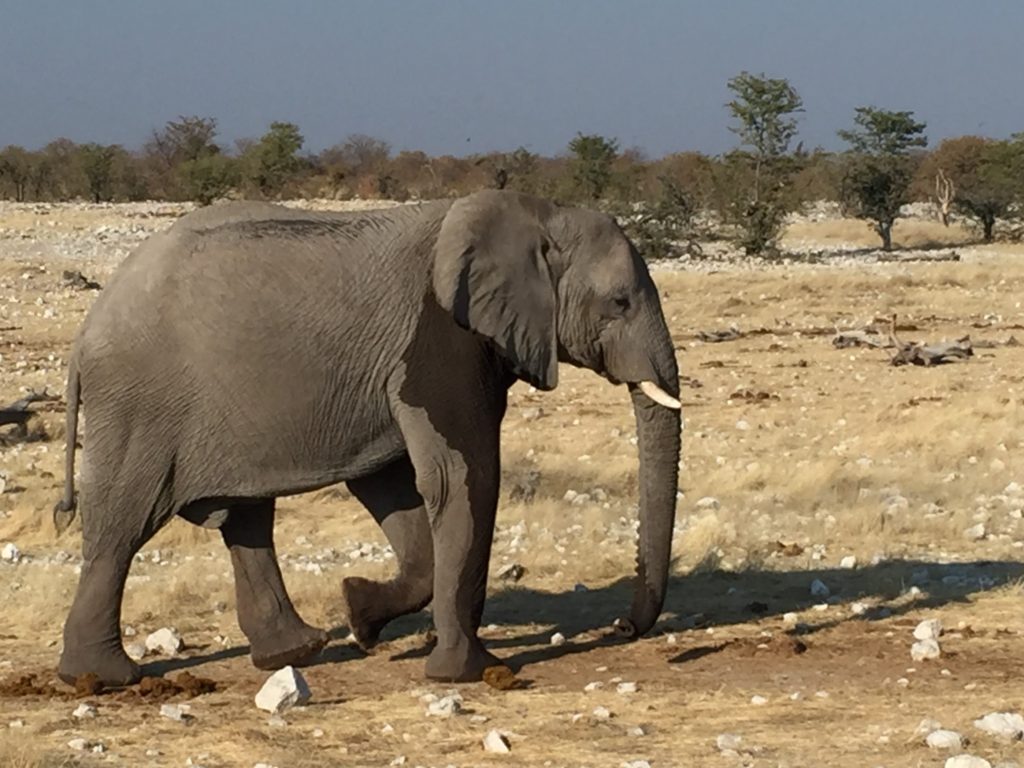 Elephant in Etosha National Park Namibia