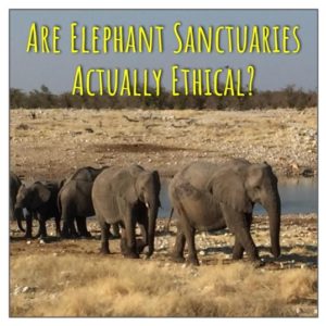 Are elephant sanctuaries actually ethical?