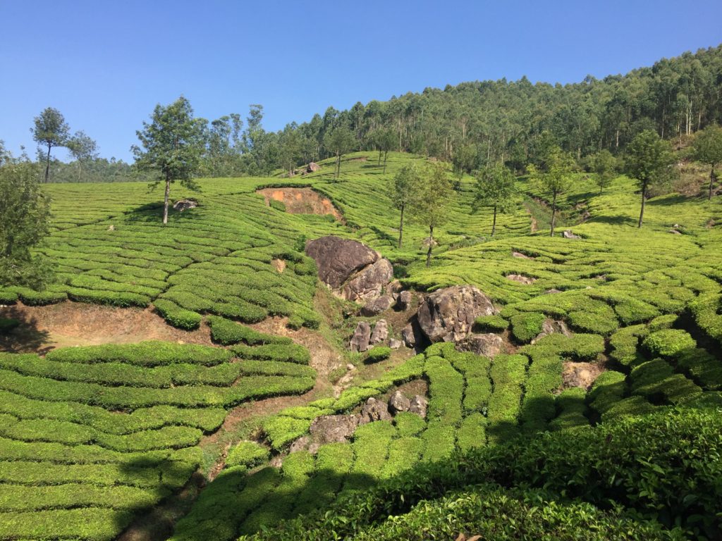 Munnar rolling tea plantations