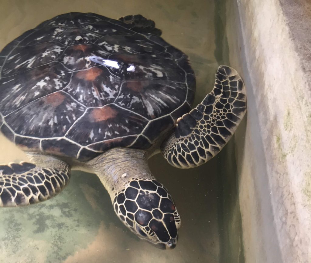 Turtle in tiny tank Koggala Hatchery Sri Lanka
