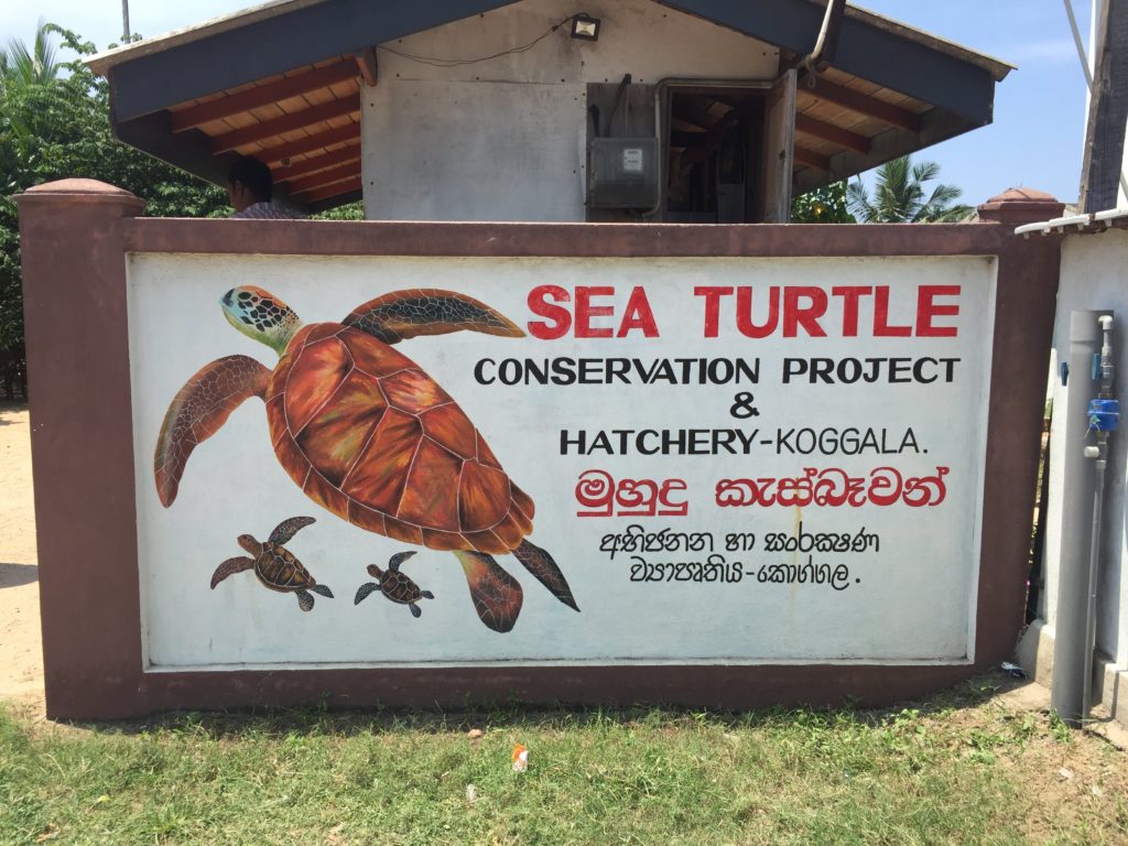 Koggala Turtle Hatchery Sri Lanka