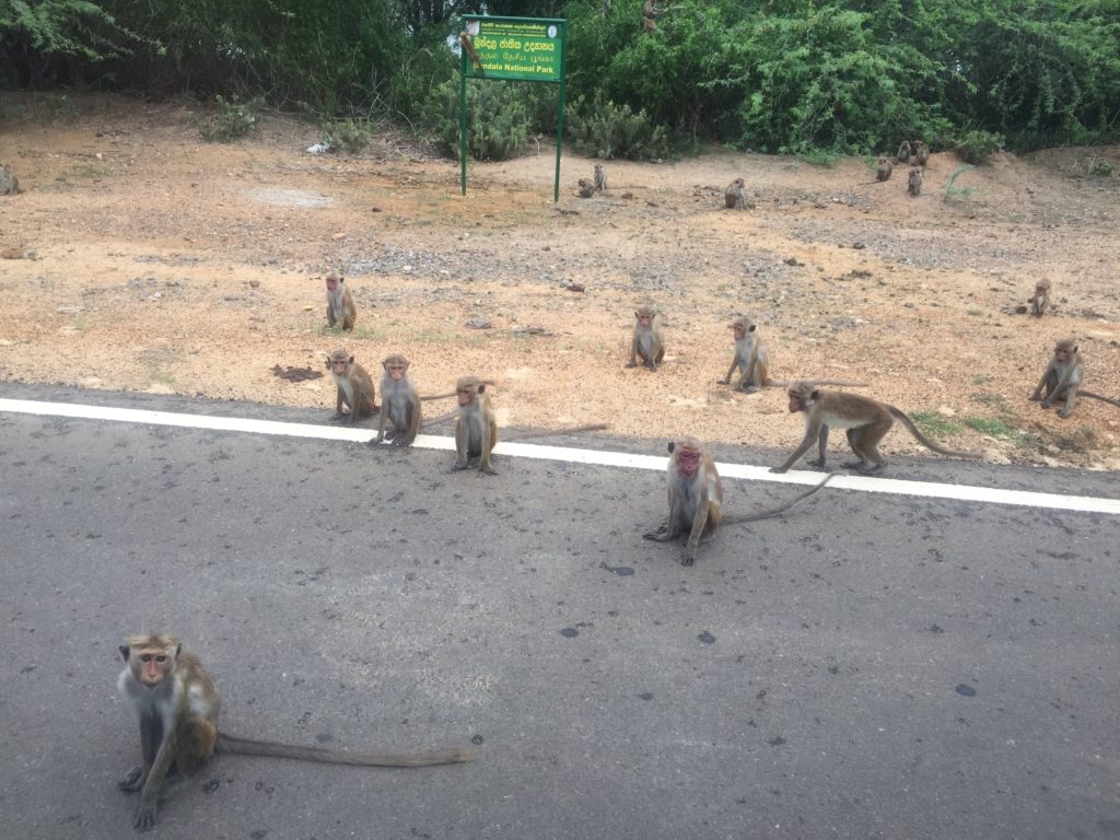Monkeys near Bundala National Park Sri Lanka