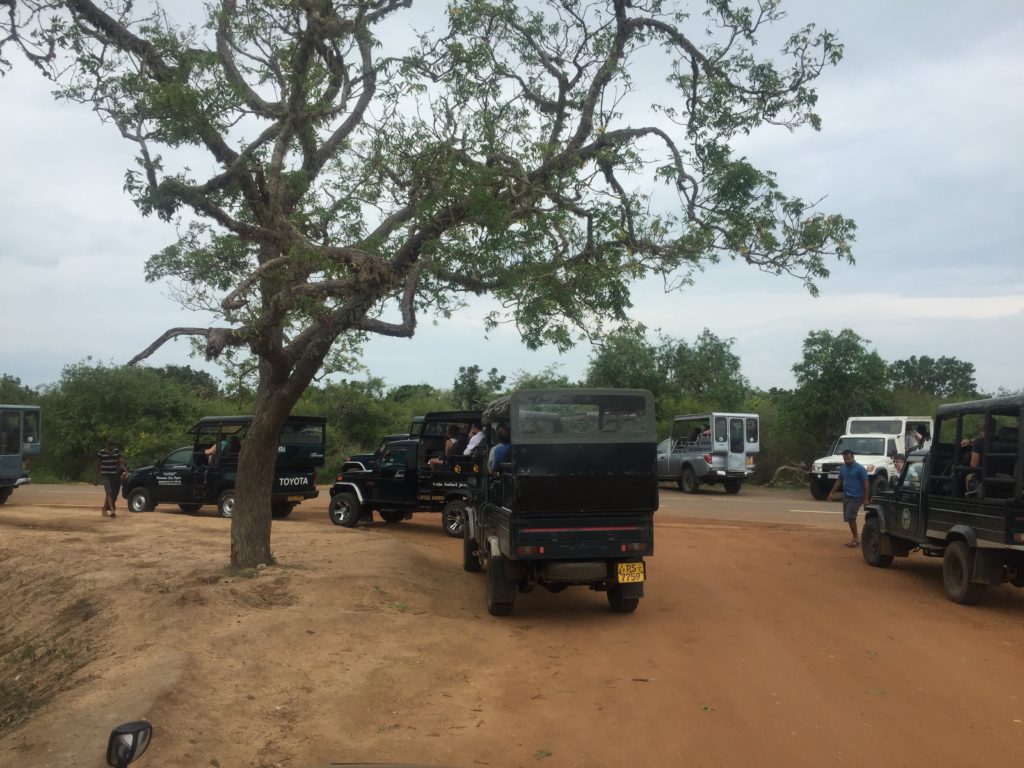 Yala National Park safari vehicles 