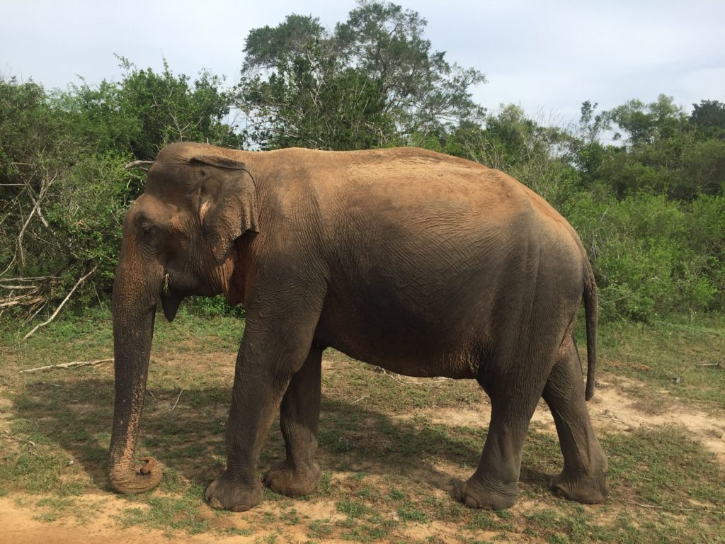 Yala National Park Elephant Sri Lanka