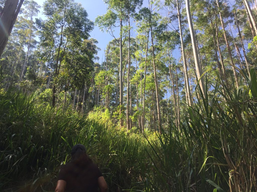 Eucalyptus trees Ella Sri Lanka