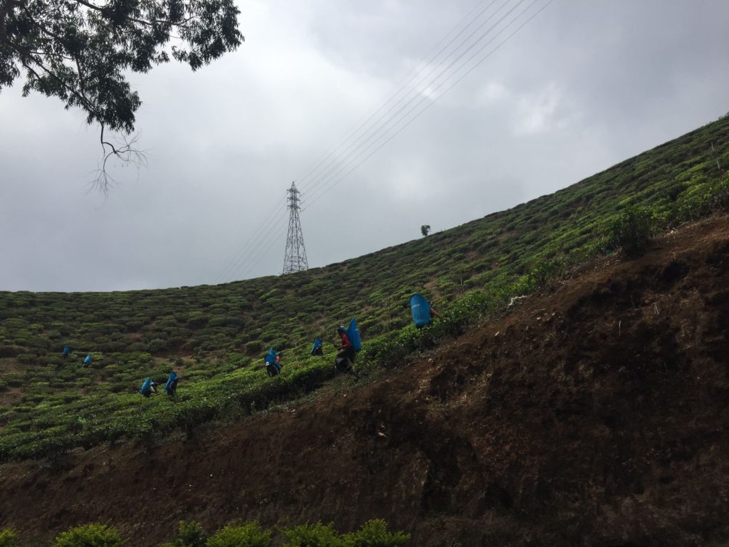 Tea Plantations near Nuwara Eliya Sri Lanka