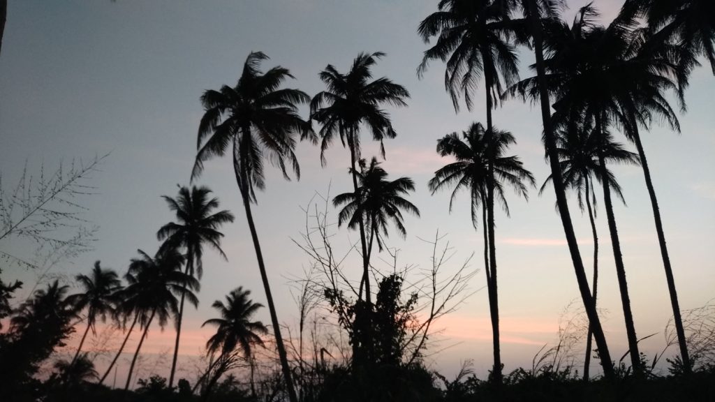 Sri Lanka palm trees