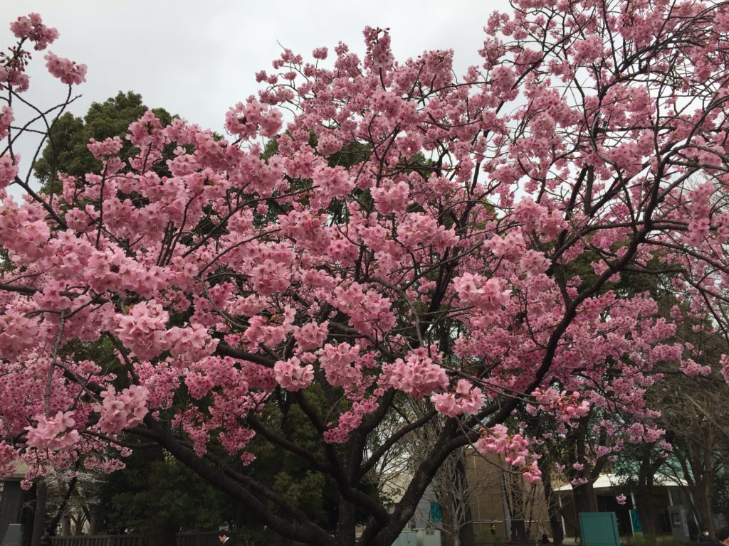 Ueno park cherry blossoms Tokyo