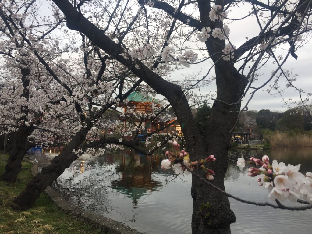 Ueno park cherry blossoms Tokyo