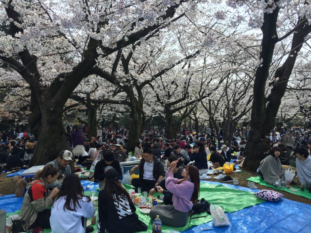 Yoyogi park Cherry Blossoms Tokyo 