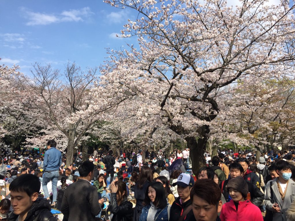 Yoyogi Park Tokyo Cherry Blossoms