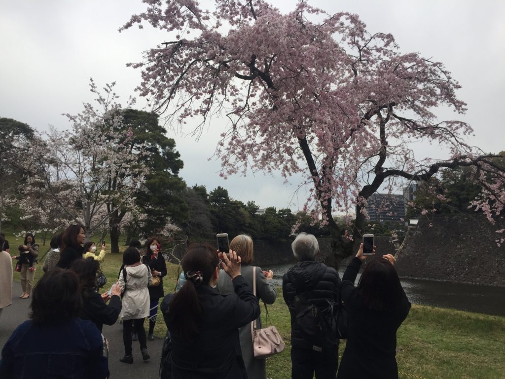 Local Japanese people taking pictures of Cherry Blossoms