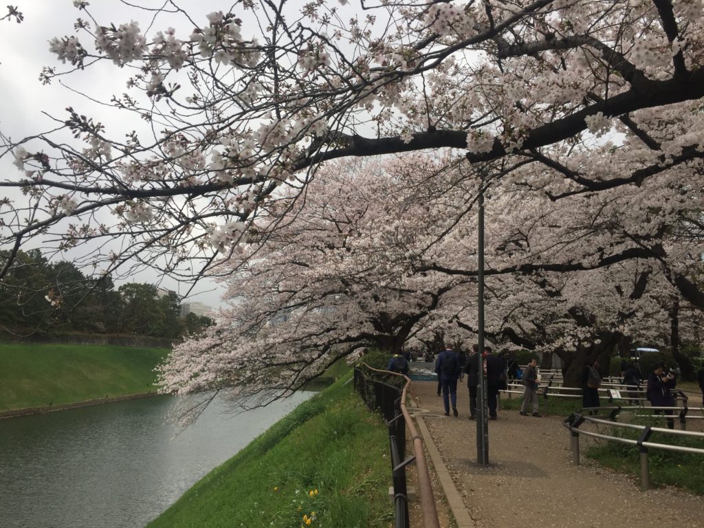 Cherry Blossoms in Chidorigafuchi Park Tokyo